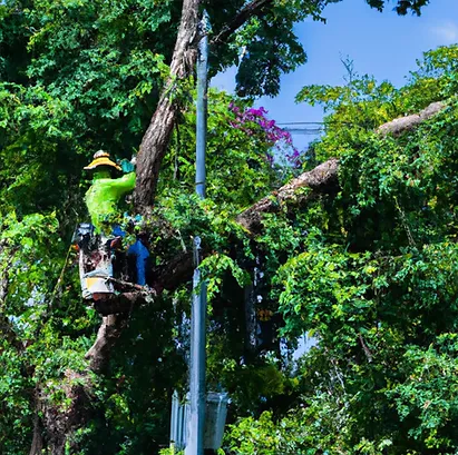 arborists